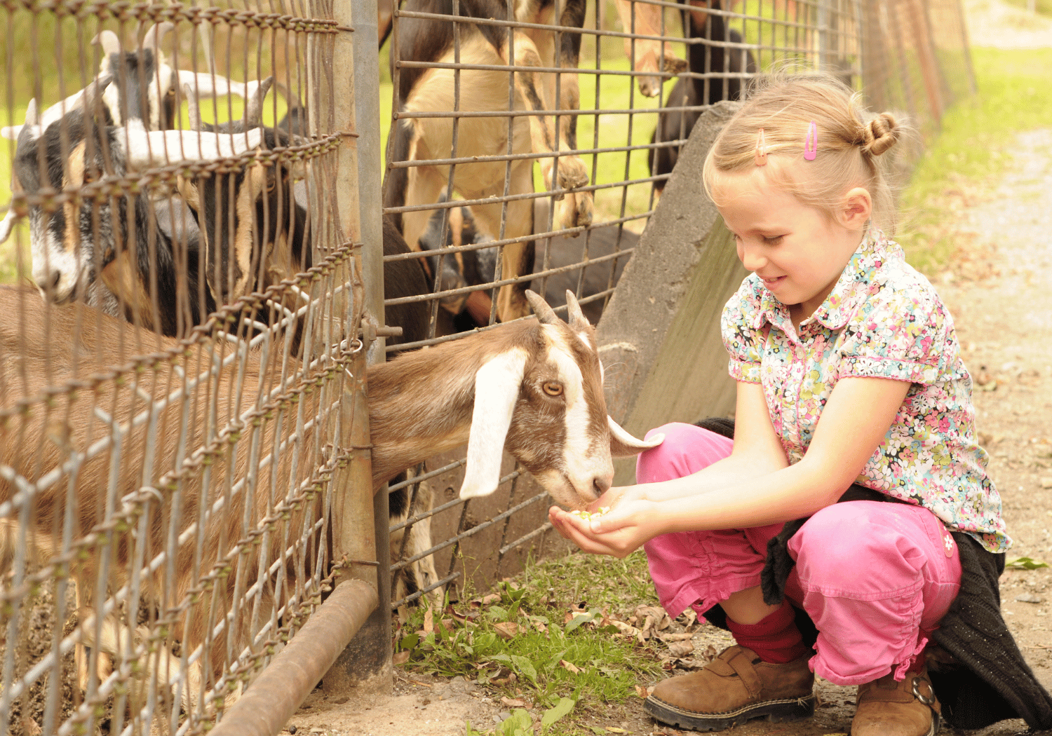 Young girl feeding a goat through a metal fence, kneeling on the ground in pink pants and boots.